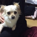 優しくておとなしいチワワちゃん、家族募集中です！