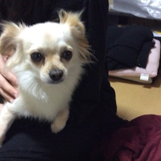 優しくておとなしいチワワちゃん、家族募集中です！