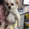 優しくておとなしいチワワちゃん、家族募集中です！ サムネイル4