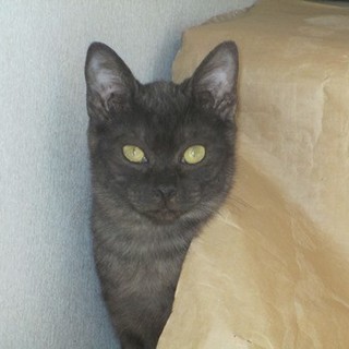 ぐれぃ　　　里親募集中