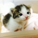 里親募集します。