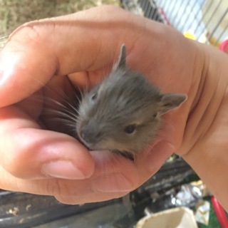 (交渉中につき募集停止)ブルーデグーベイビー3匹