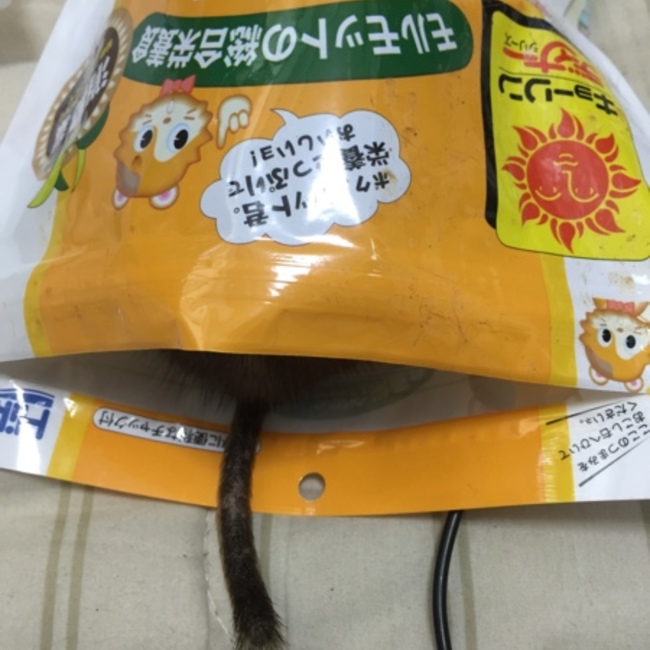 たま人のカバー写真