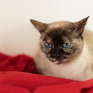 おとなしくて懐こいファークちゃん