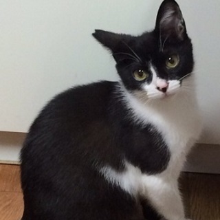 レオくん　好奇心旺盛な男の子です