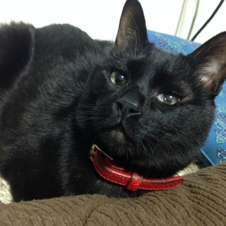 猫の里親募集中