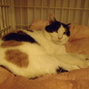 人懐こい白三毛です サムネイル2