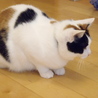 人懐こい白三毛です サムネイル3