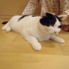 人懐こい白三毛です サムネイル4