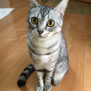 ２歳♂アメショ×雑種