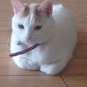 飼い主に置き去りにされた福ちゃんの里親様募集中！