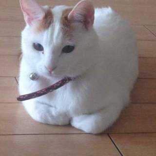 飼い主に置き去りにされた福ちゃんの里親様募集中！