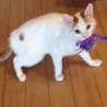 飼い主に置き去りにされた福ちゃんの里親様募集中！ サムネイル2