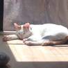飼い主に置き去りにされた福ちゃんの里親様募集中！ サムネイル3
