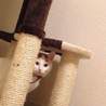 飼い主に置き去りにされた福ちゃんの里親様募集中！ サムネイル5