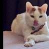 飼い主に置き去りにされた福ちゃんの里親様募集中！ サムネイル6