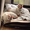 飼い主に置き去りにされた福ちゃんの里親様募集中！ サムネイル7