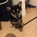 『里親様決定！』柴犬男の子里親様募