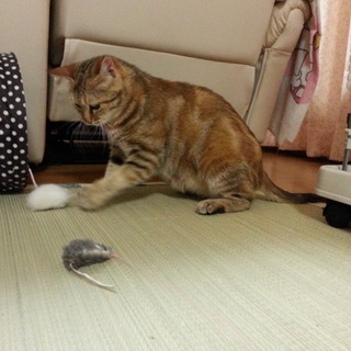 おっとり系洋猫mix美人