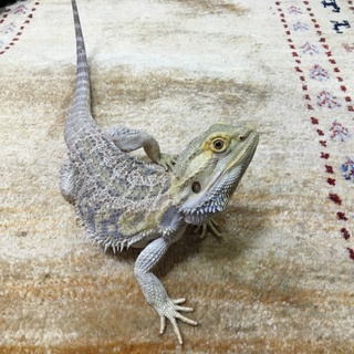 フトアゴヒゲトカゲ