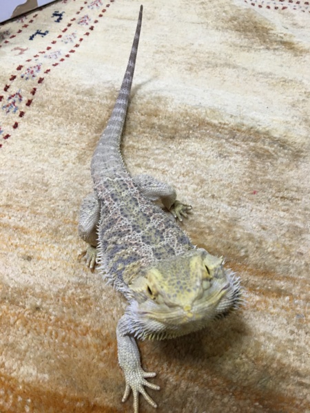 フトアゴヒゲトカゲ サムネイル2