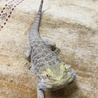 フトアゴヒゲトカゲ サムネイル2