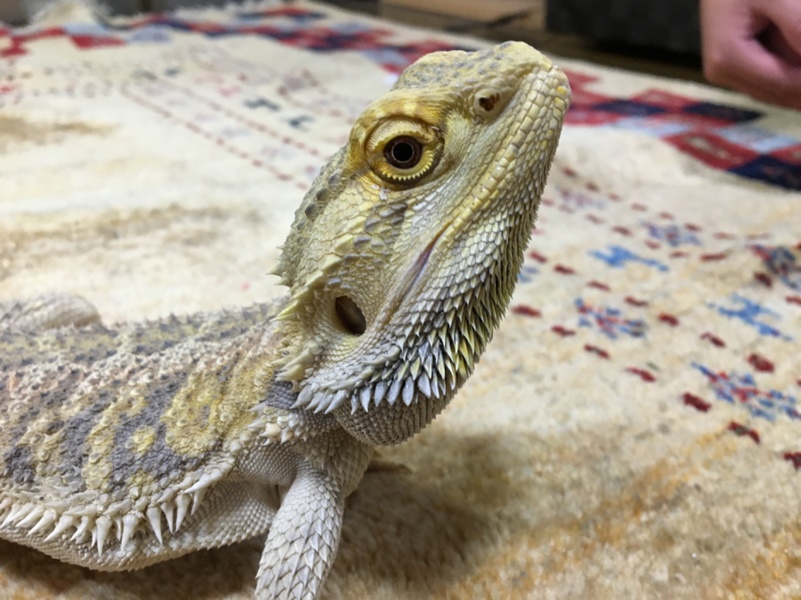 フトアゴヒゲトカゲ サムネイル3