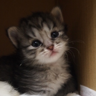 可愛い4兄弟「音桜」ちゃん！