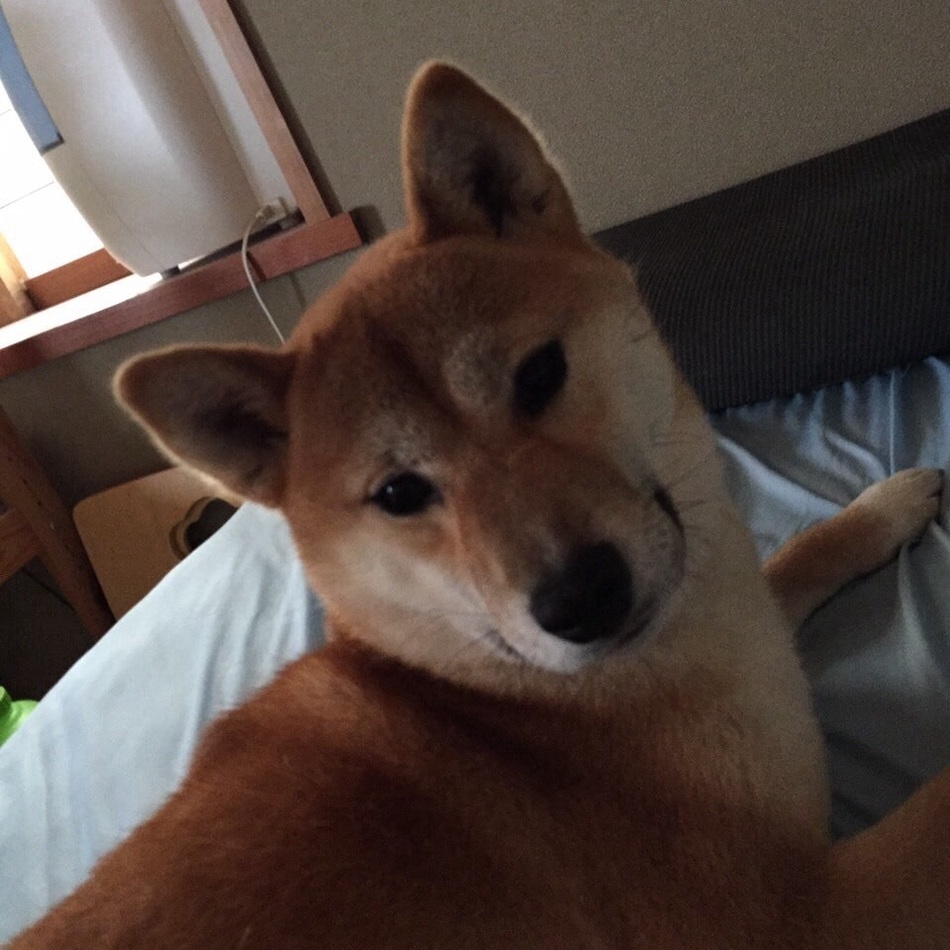 幸 （さち）のカバー写真