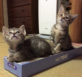 〖東日本橋会場に参加予定〗キュートなバニーちゃん サムネイル2