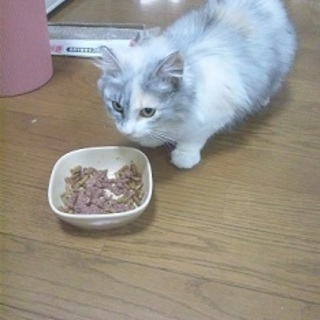 フワちゃん・お話しが進行中にて一時募集休止致します