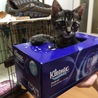 お雛ちゃん♫2ヶ月 サムネイル4