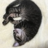 お雛ちゃん♫2ヶ月 サムネイル6