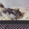 ジャンガリアンハムスターのふわりちゃんです♪