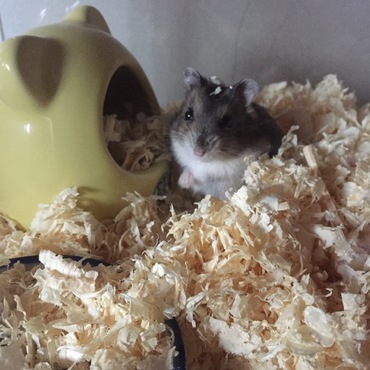 ジャンガリアンハムスターのふわりちゃん