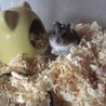 ジャンガリアンハムスターのふわりちゃん