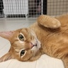 切ないくらい甘えん坊茶トラのムッタ サムネイル3