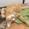 切ないくらい甘えん坊茶トラのムッタ サムネイル5
