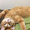 切ないくらい甘えん坊茶トラのムッタ サムネイル6