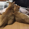 切ないくらい甘えん坊茶トラのムッタ サムネイル7