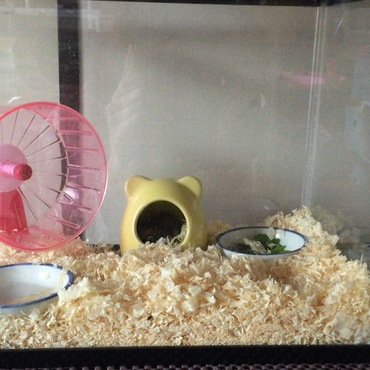 本日のふわりちゃんのお家