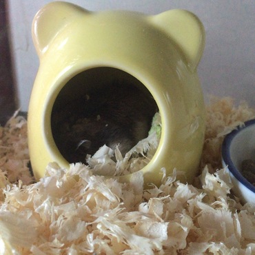 ふわりちゃん寝てます♪無音カメラで撮影♪