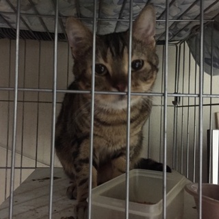 猫 ♂ トラ ルー君 ハウス付き！里親募集