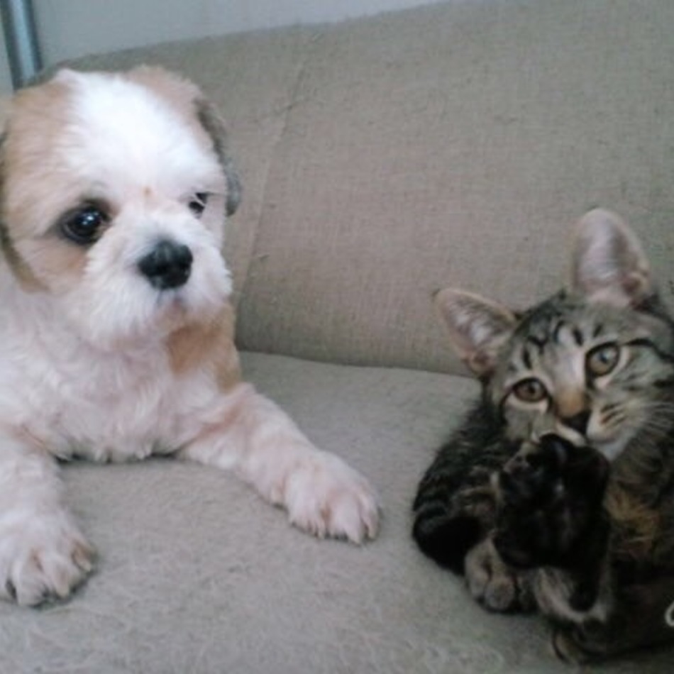 かいくんのカバー写真