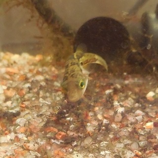 アベニーパファー7.