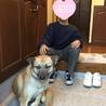 シェパードミックスの　チコちゃん サムネイル3