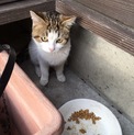 人恋しい野良ちゃんです