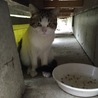 人恋しい野良ちゃんです サムネイル3