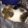人恋しい野良ちゃんです サムネイル4