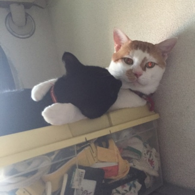 さんびきママのカバー写真